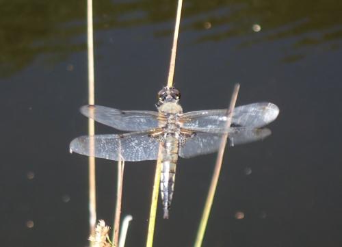 Libellula quadrimaculata